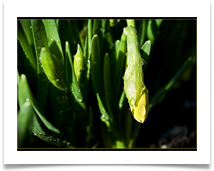 SPRING IS ON ITS WAY #4 - Des Hawley SPRING IS ON ITS WAY #4 - Des Hawley